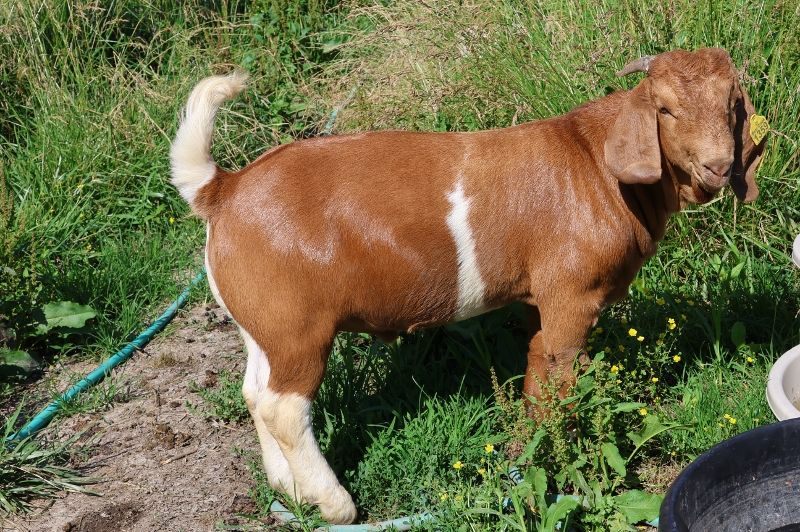 Bear Creek BC R1359 - Boer Goat Buck