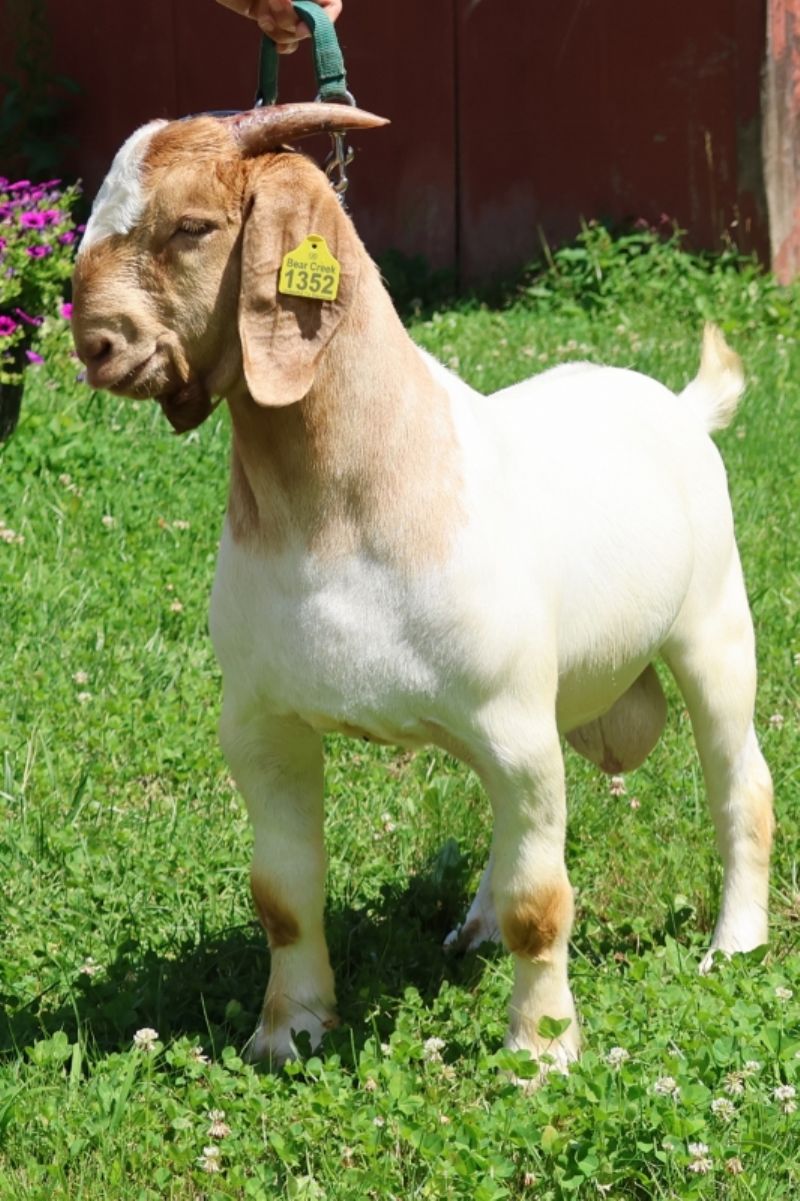 Bear Creek BC P1352 - Boer Goat Buck