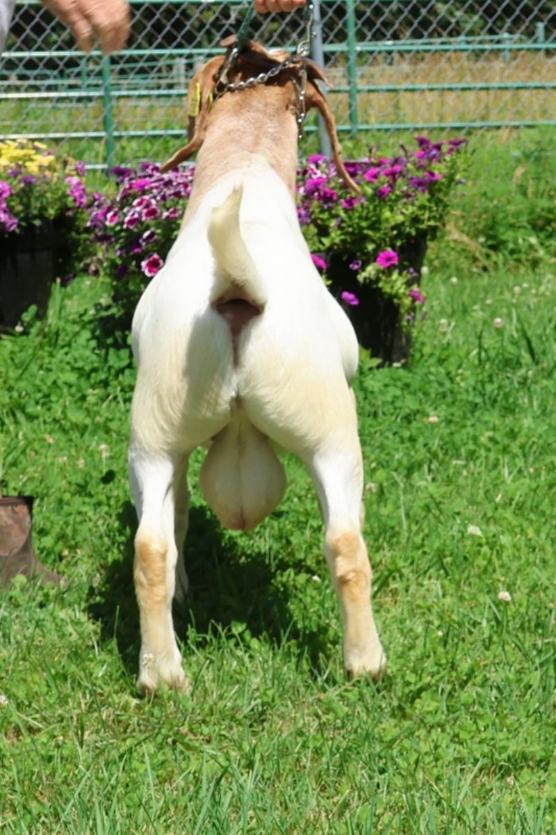 Bear Creek BC P1352 - Boer Goat Buck