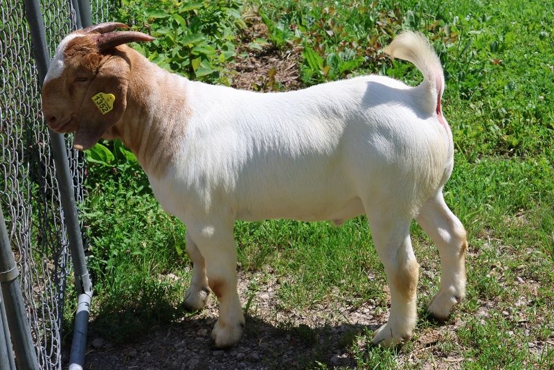 Bear Creek BC P1352 - Boer Goat Buck