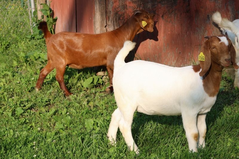 Bear Creek BC P1348 - Boer Goat Doe