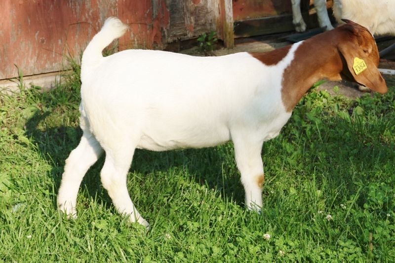 Bear Creek BC R1354 - Boer Goat Doe