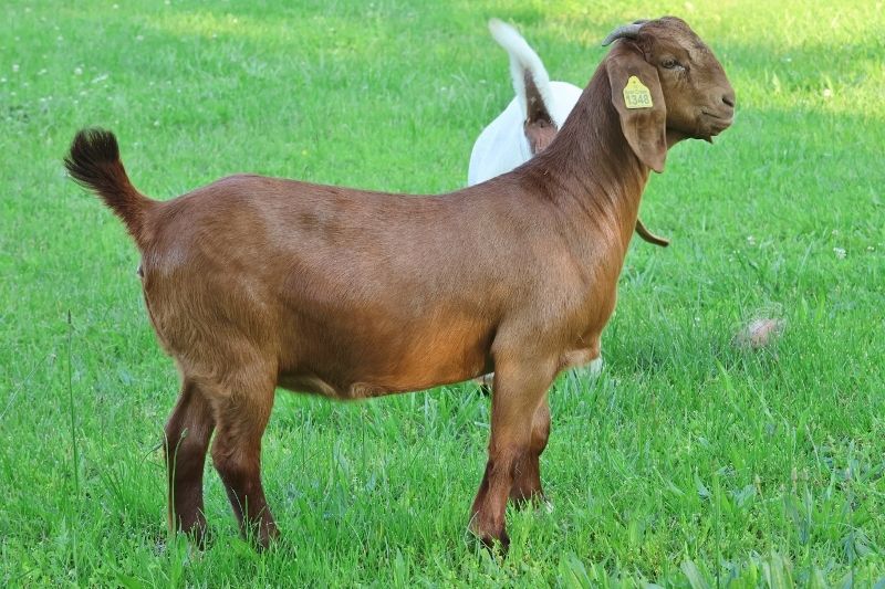 Bear Creek BC P1348 - Boer Goat Doe