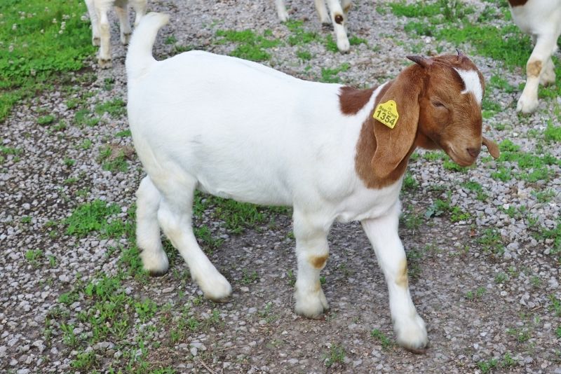 Bear Creek BC R1354 - Boer Goat Doe