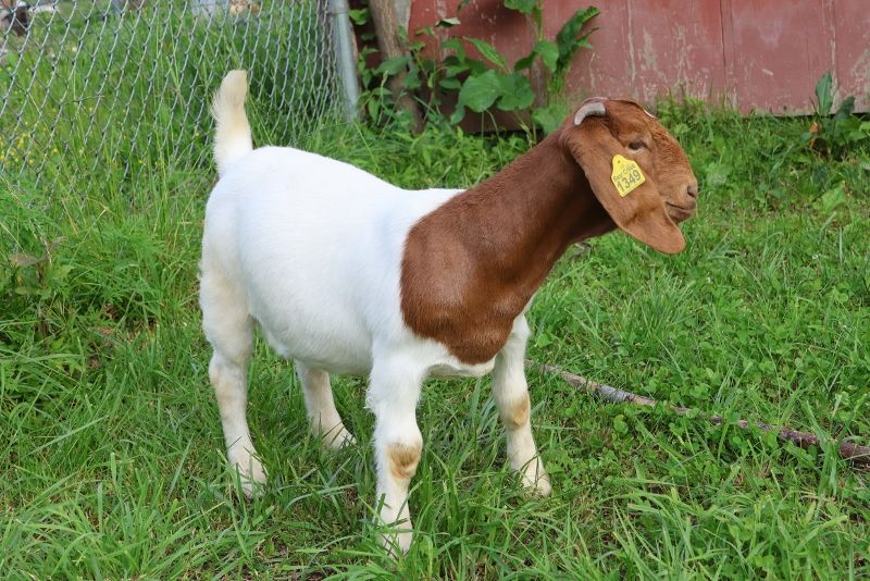 Bear Creek BC P1349 - Boer Goat Doe