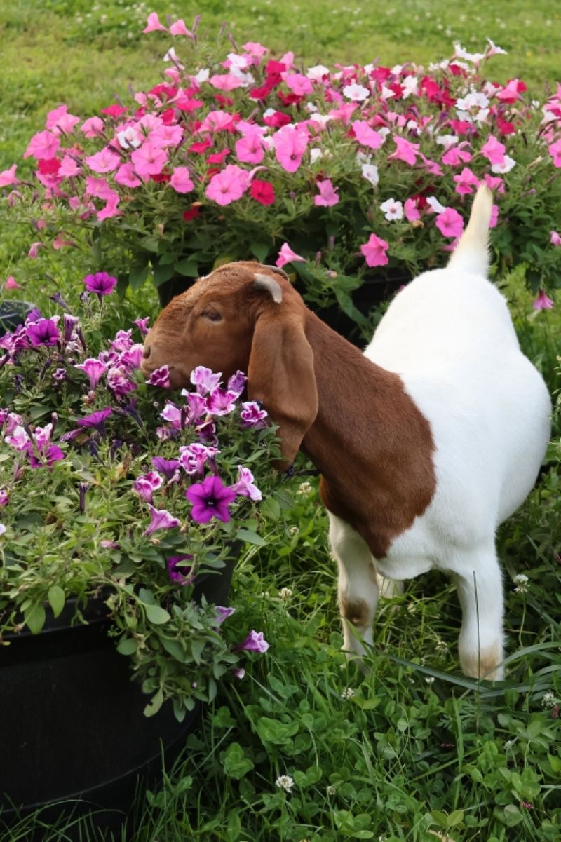 Bear Creek BC P1349 - Boer Goat Doe