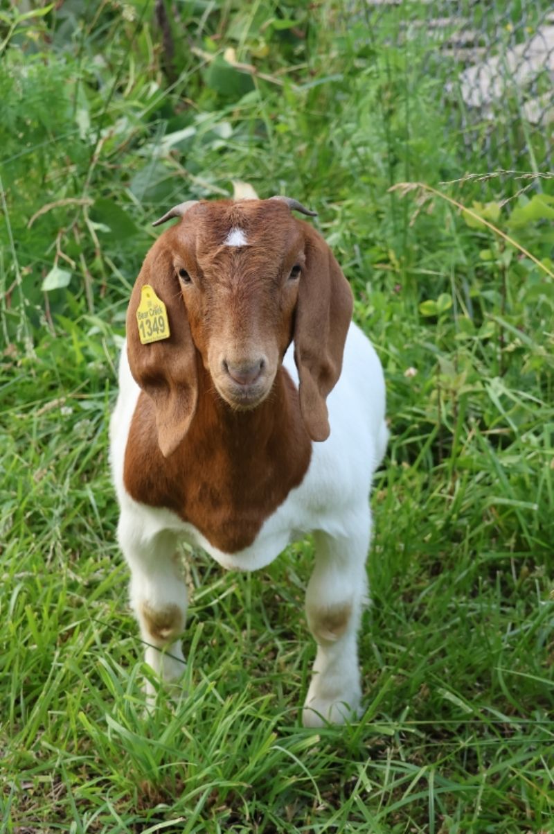 Bear Creek BC P1349 - Boer Goat Doe