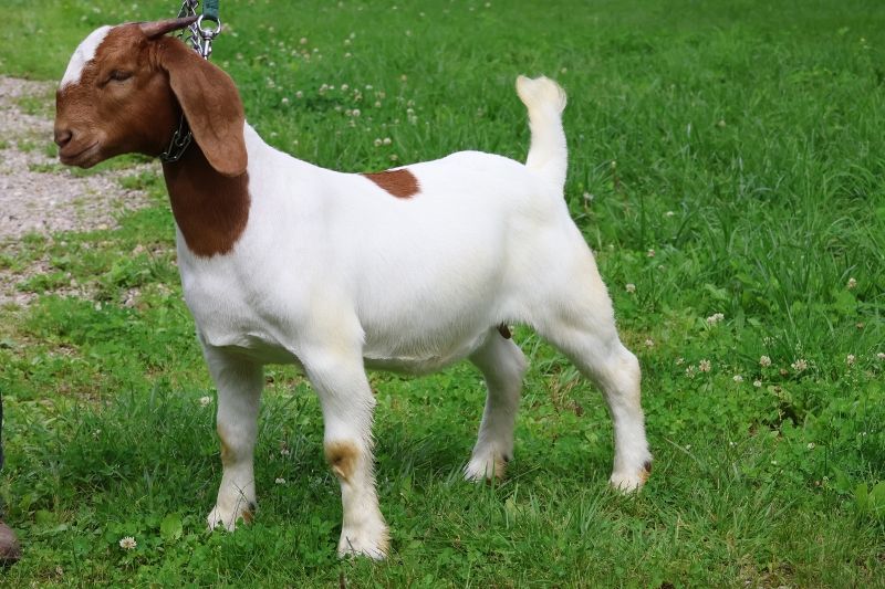 Bear Creek BC R1356 - Boer Goat Doe
