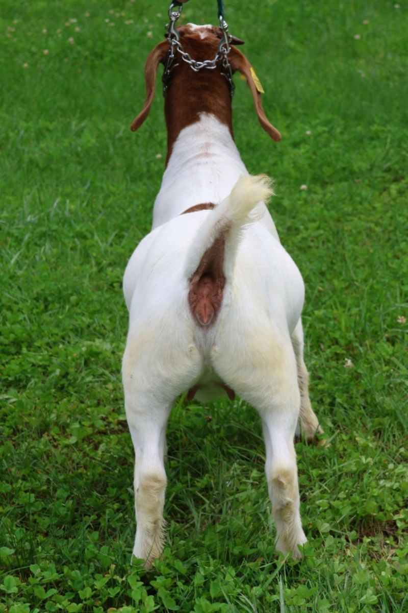 Bear Creek BC R1356 - Boer Goat Doe