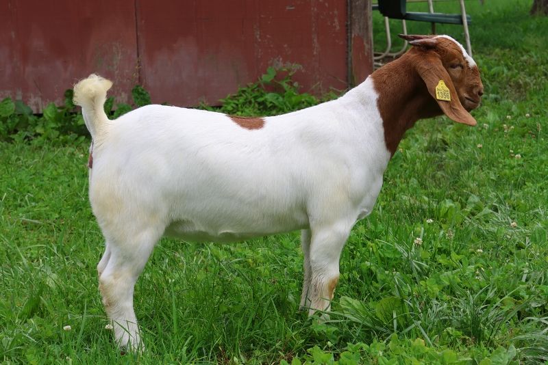 Bear Creek BC R1356 - Boer Goat Doe