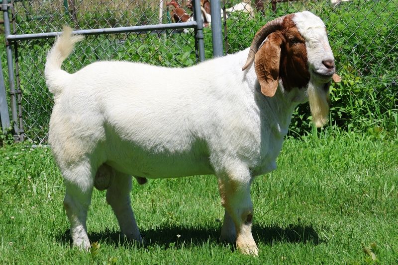 2RSG P33 Sandman Reg # 10993145 - Boer Goat Buck