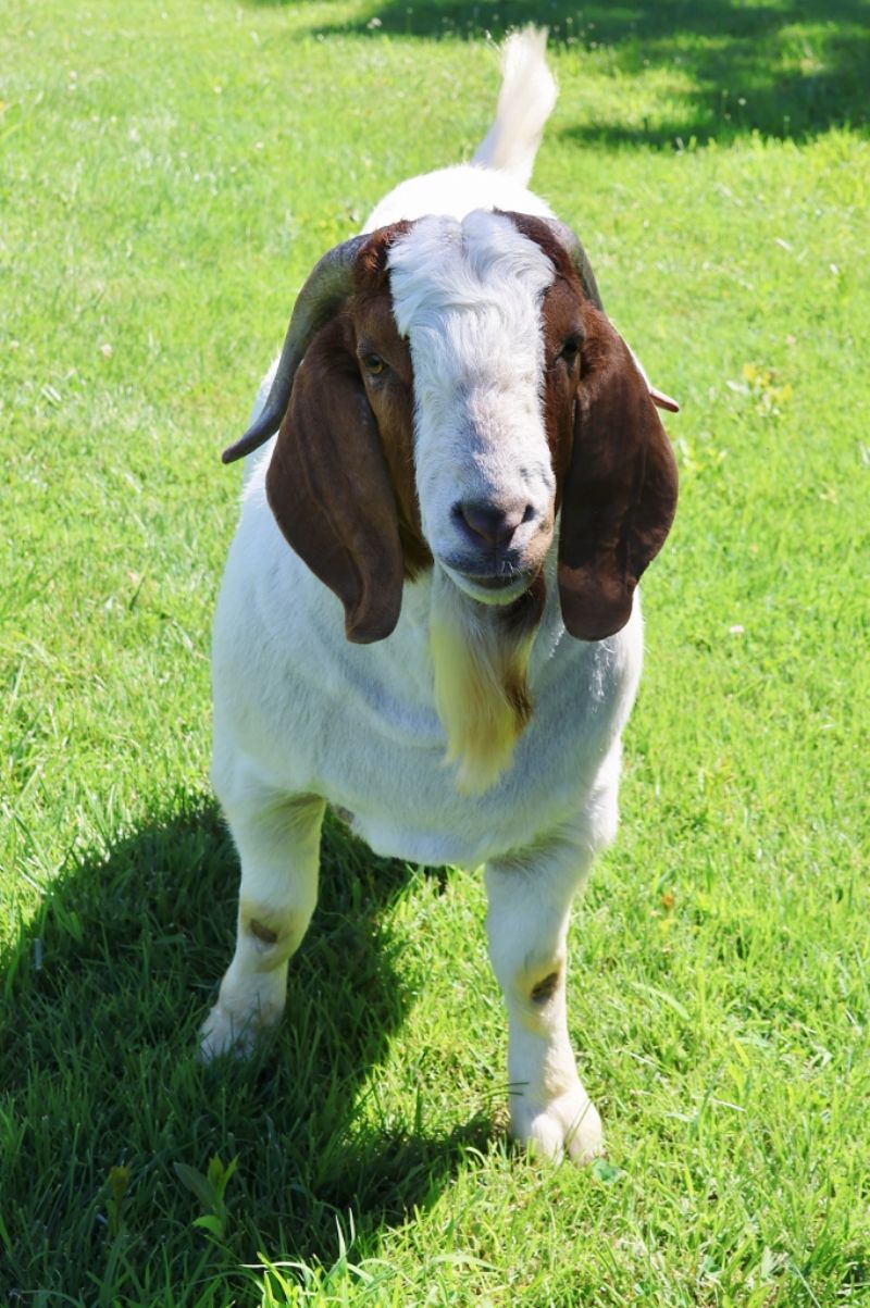 2RSG P33 Sandman Reg # 10993145 - Boer Goat Buck