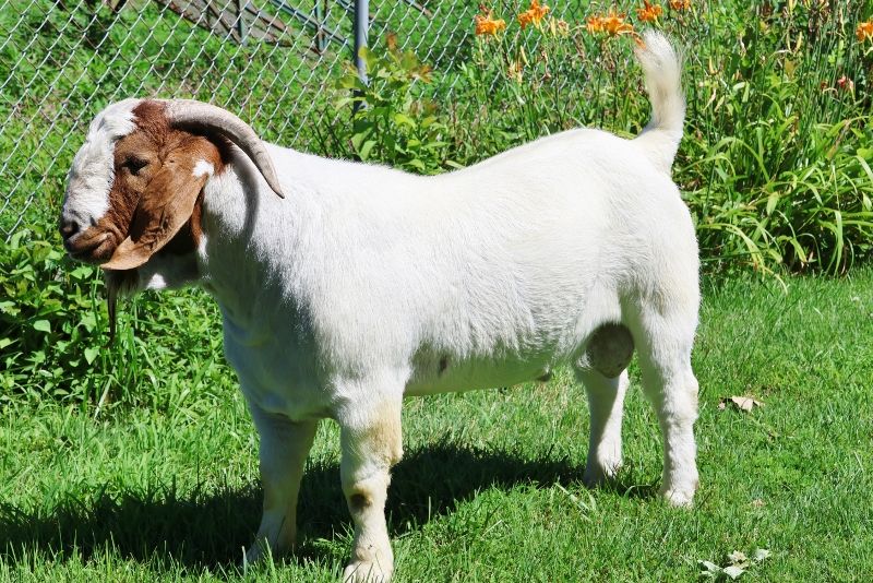 2RSG P33 Sandman Reg # 10993145 - Boer Goat Buck