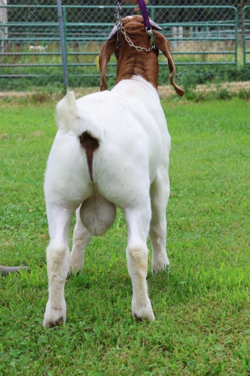 Bear Creek BC R1363 Captain USA - Boer Goat Buck