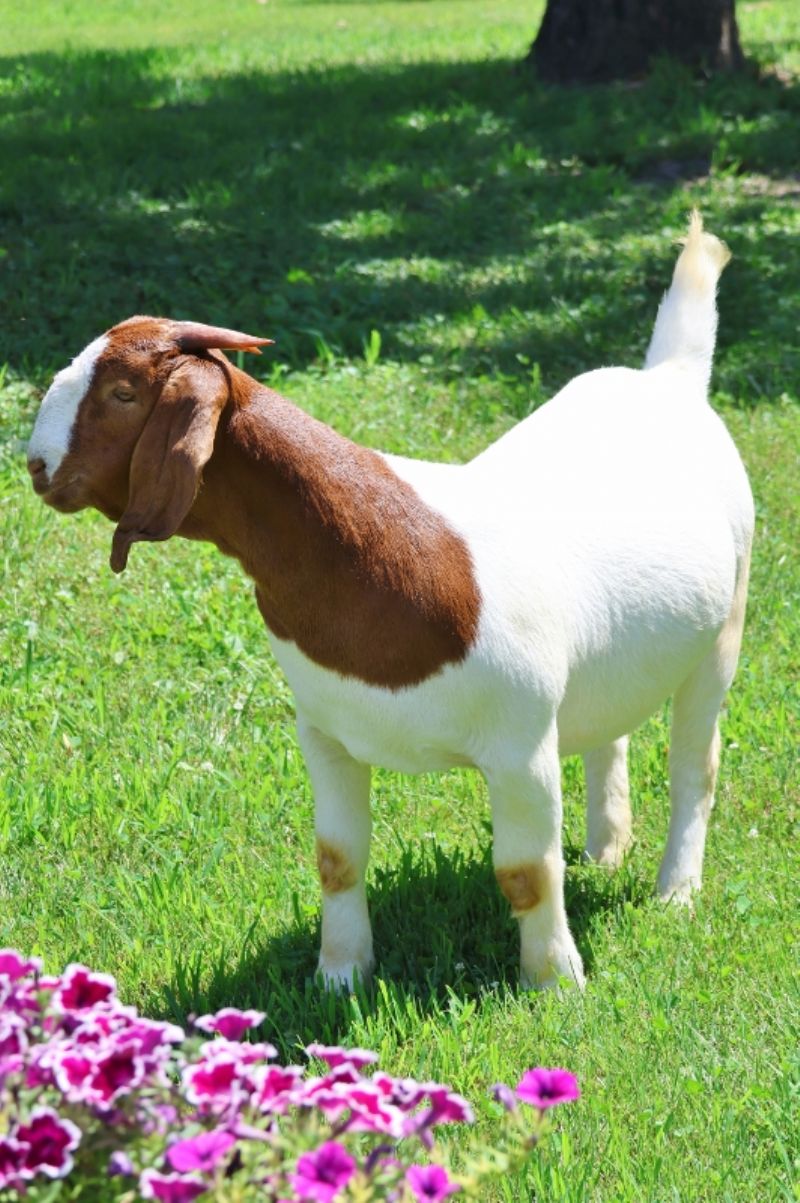 Bear Creek BC G1069 Joshua's Legend - Boer Goat Doe