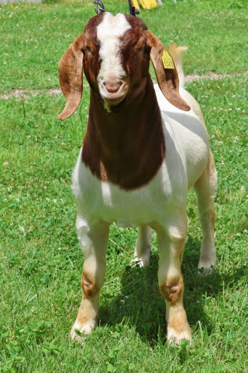 Bear Creek BC P1345 - Boer Goat Buck