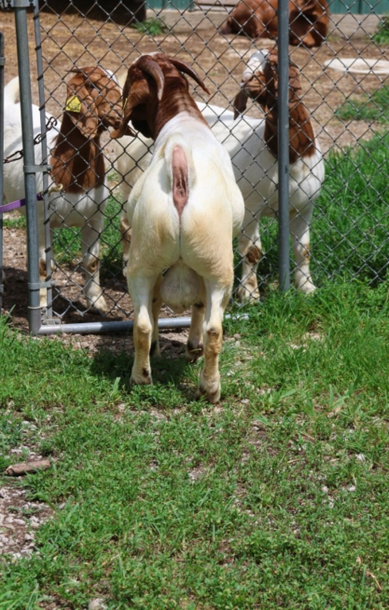 Bear Creek BC P1345 - Boer Goat Buck