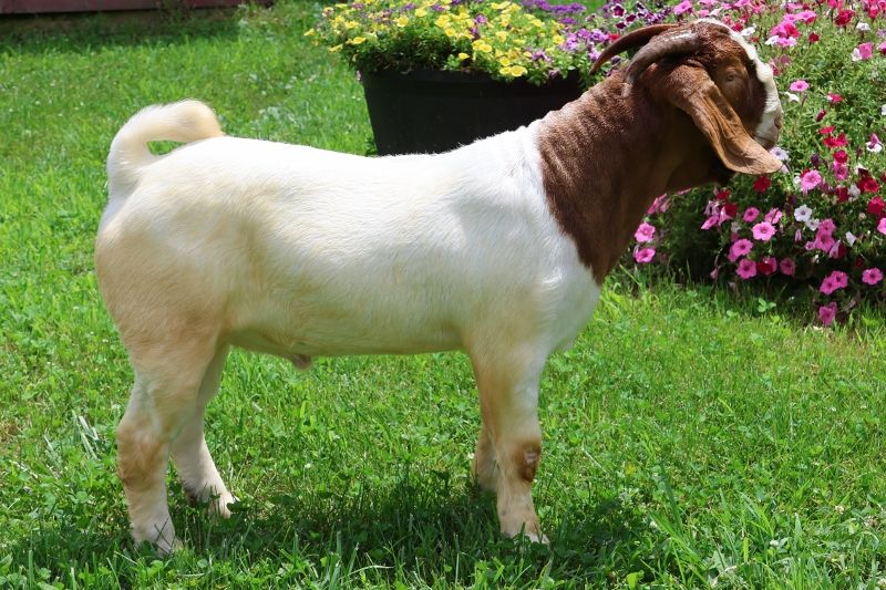 Bear Creek BC P1345 - Boer Goat Buck