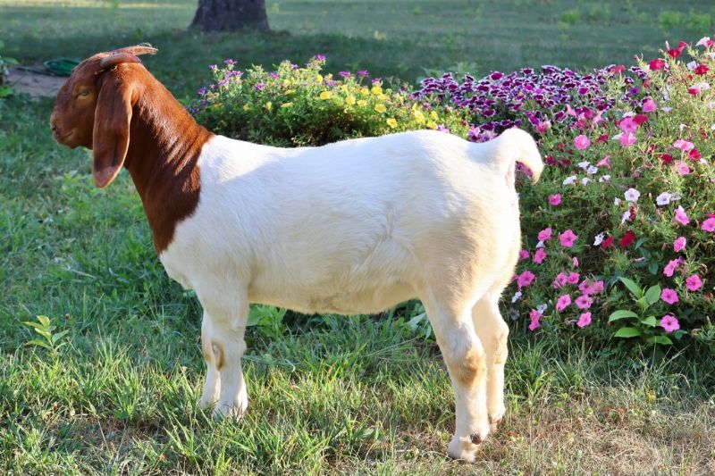 Bear Creek BC R1362 - Boer Goat Doe