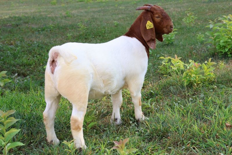 Bear Creek BC R1362 - Boer Goat Doe