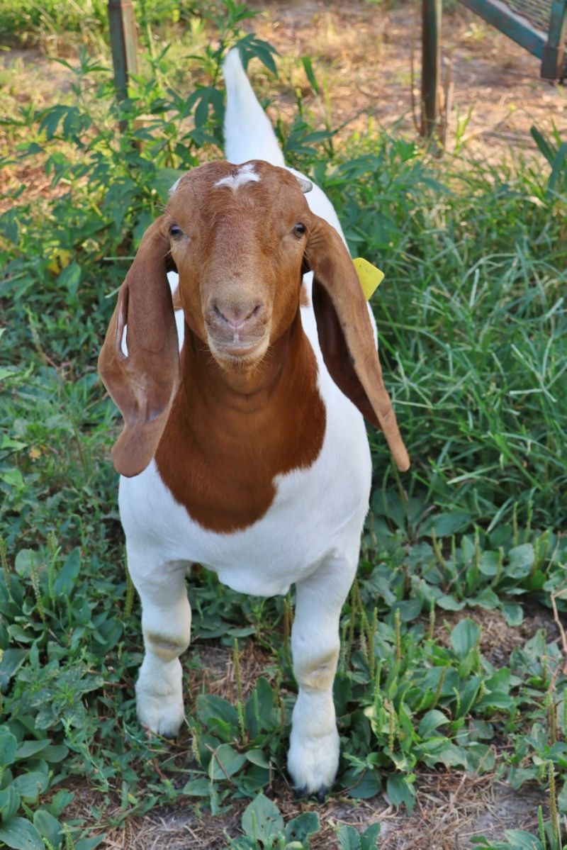 Bear Creek BC R1364 - Boer Goat Doe