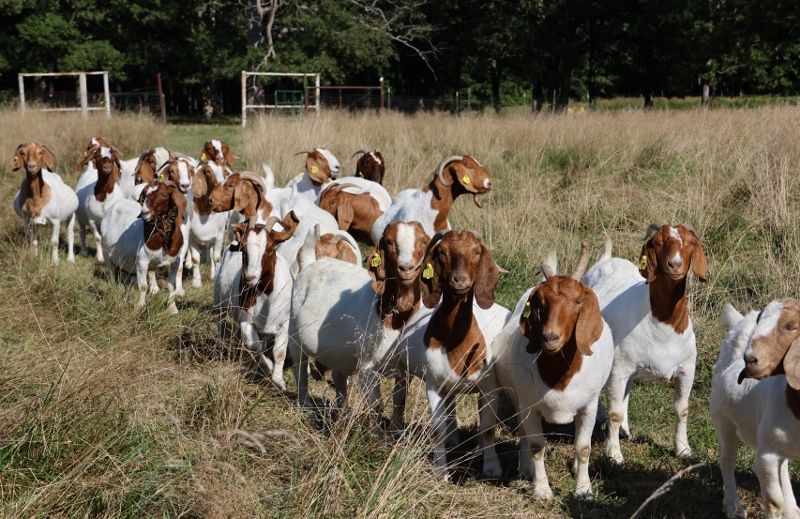Doe Kids and Older Does LIST - Boer Goat Doe