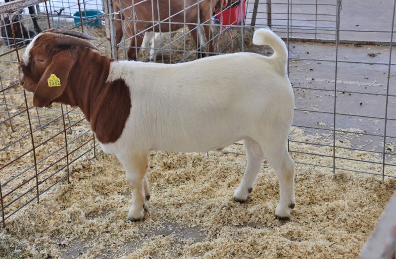 Bear Creek BC P1342 The Fonz - Boer Goat Buck