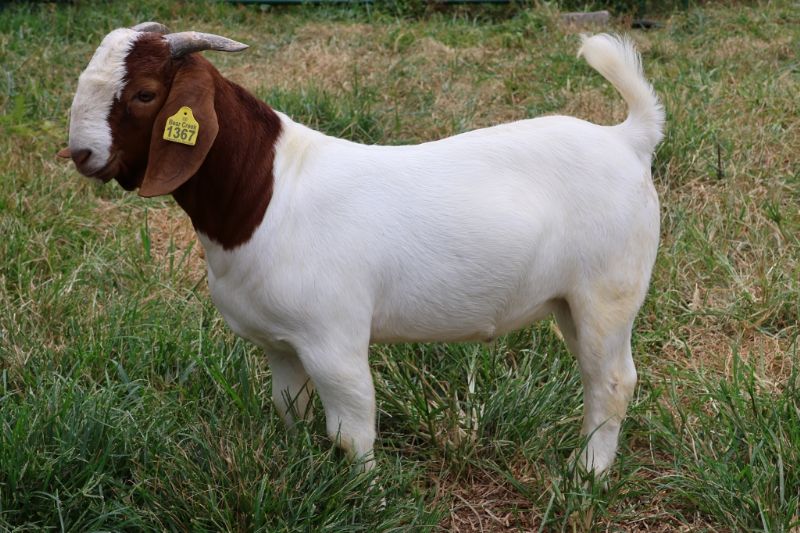 Bear Creek BC R1367 Gizmo - Boer Goat Buck