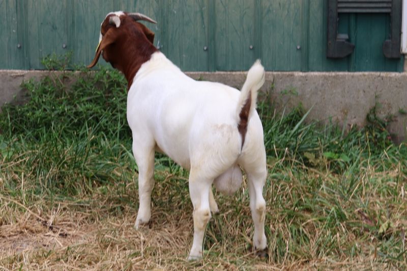 Bear Creek BC R1367 Gizmo - Boer Goat Buck