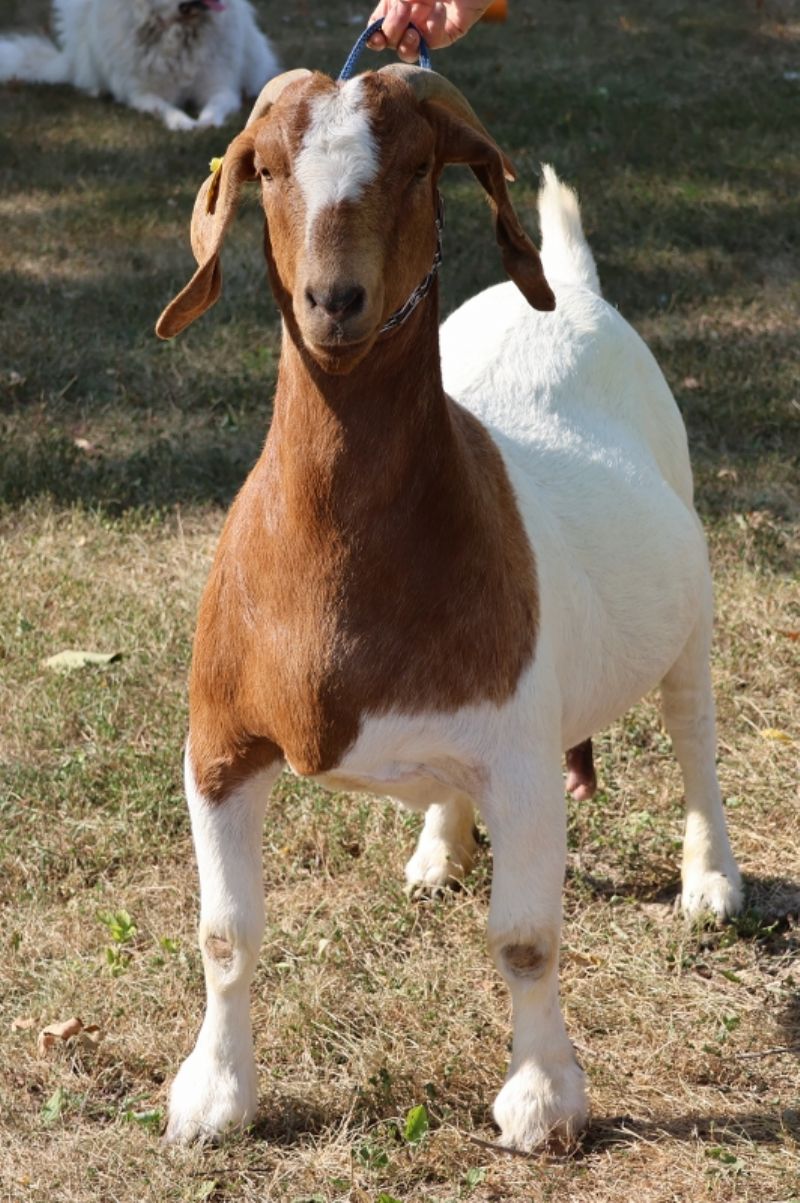 Bear Creek BC M1254 Kinslie - Boer Goat Doe
