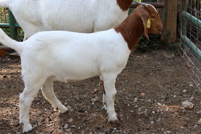Bear Creek BC R1372 Tilly - Boer Goat Doe