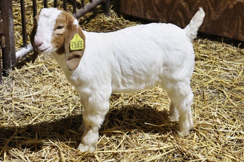 Bear Creek BC R1383 - Boer Goat Wether