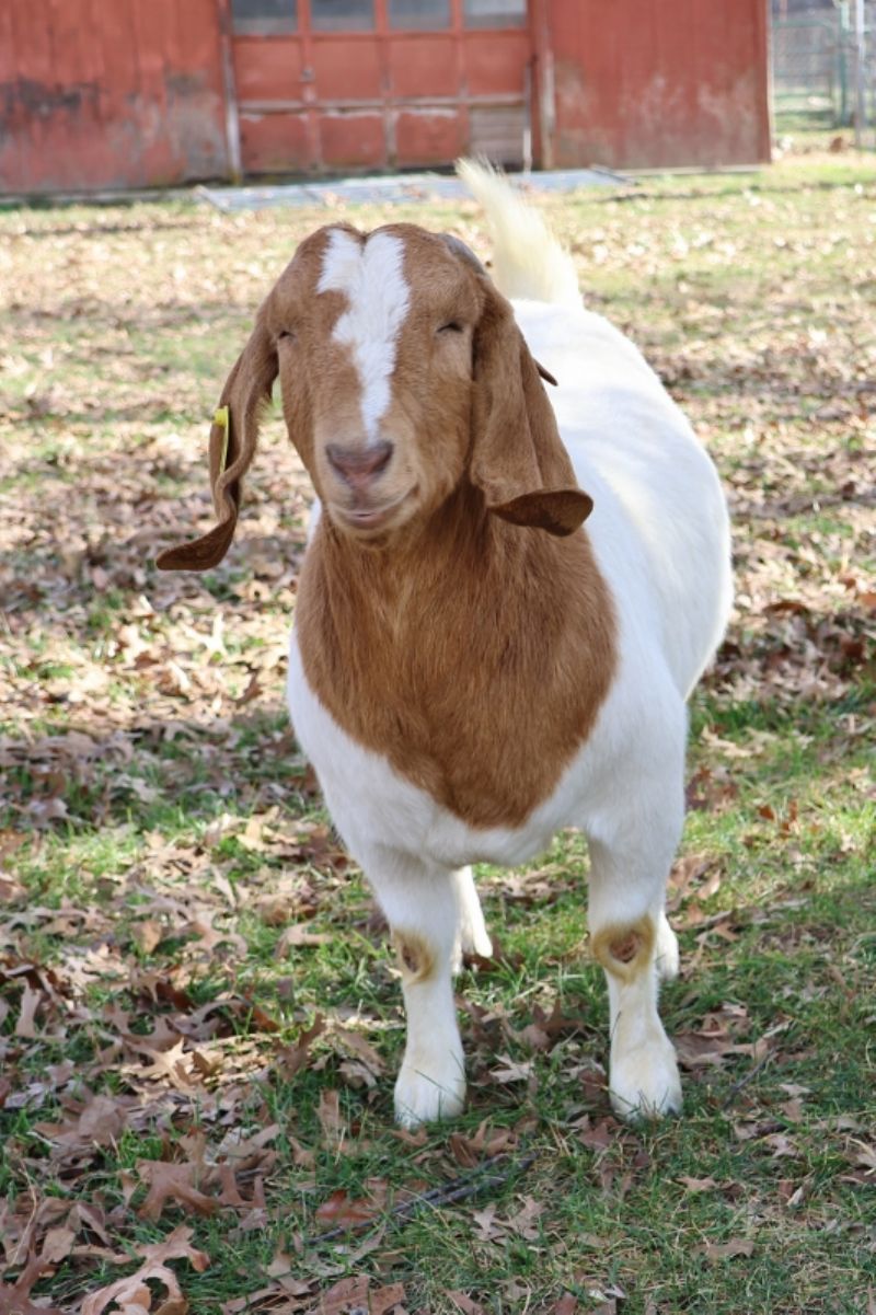 Bear Creek BC N1266 - Boer Goat Doe