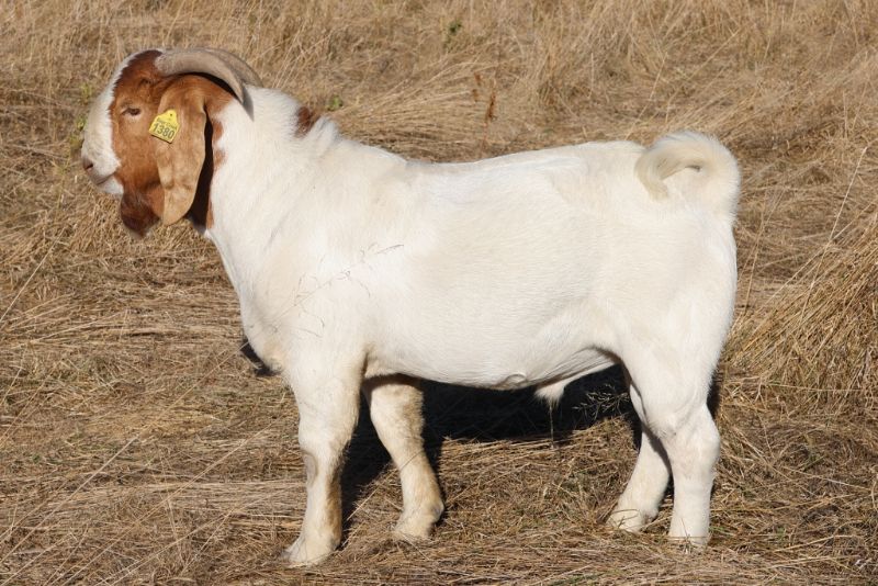 Bear Creek BC S1380 Gabriel - Boer Goat Buck