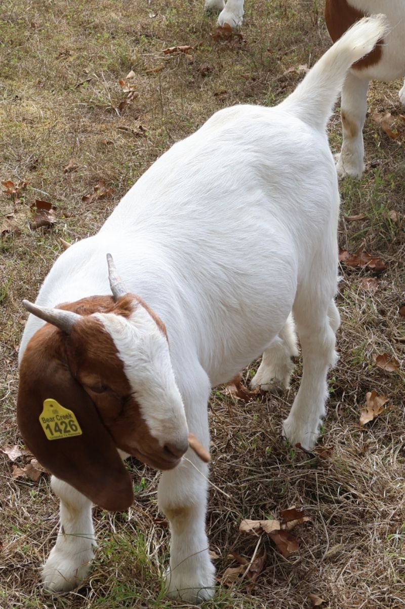 Bear Creek BC S1426 - Boer Goat Doe