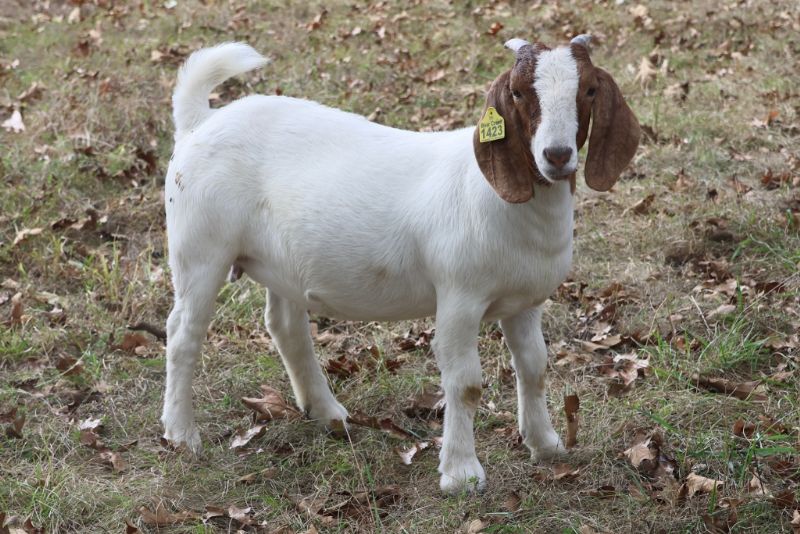 Bear Creek BC S1423 - Boer Goat Doe