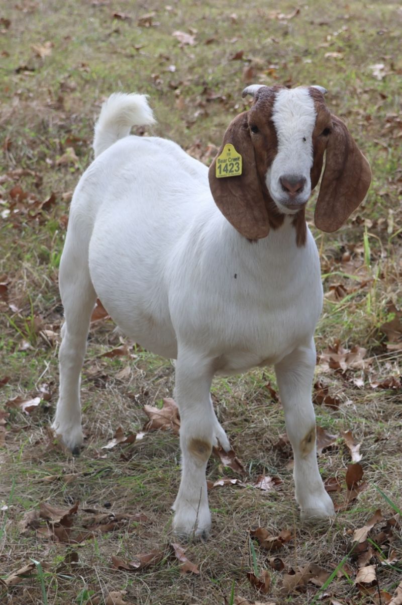 Bear Creek BC S1423 - Boer Goat Doe