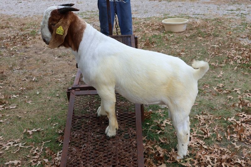 Bear Creek BC S1414 - Boer Goat Buck