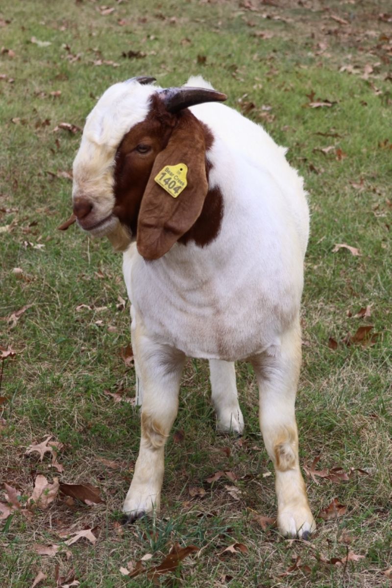 Bear Creek BC S1404 - Boer Goat Buck
