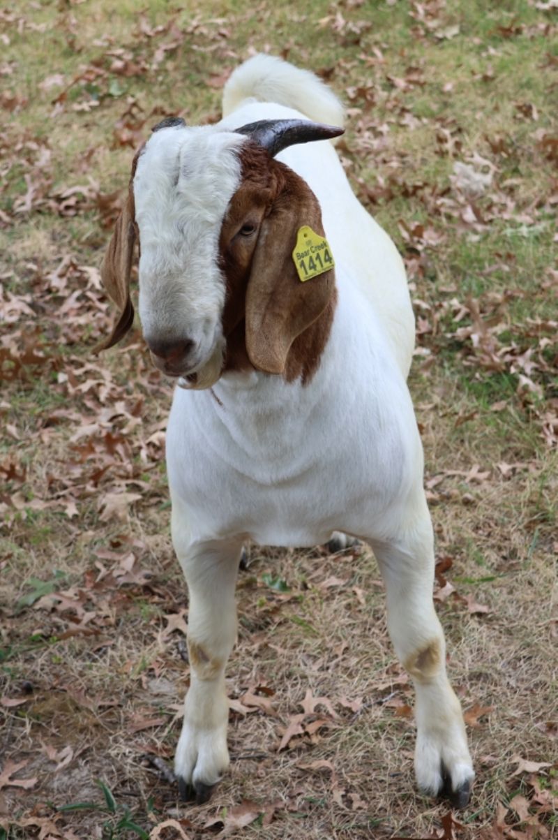 Bear Creek BC S1414 - Boer Goat Buck