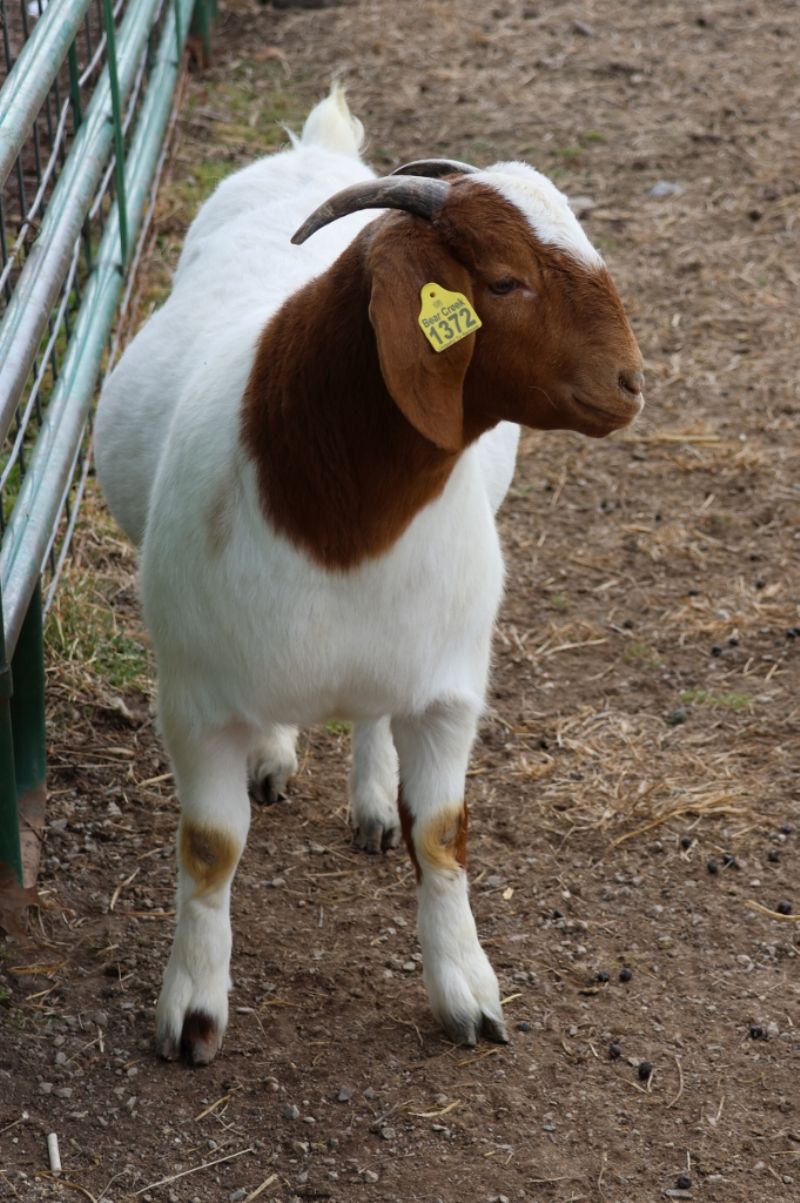 Bear Creek BC R1372 Tilly - Boer Goat Doe