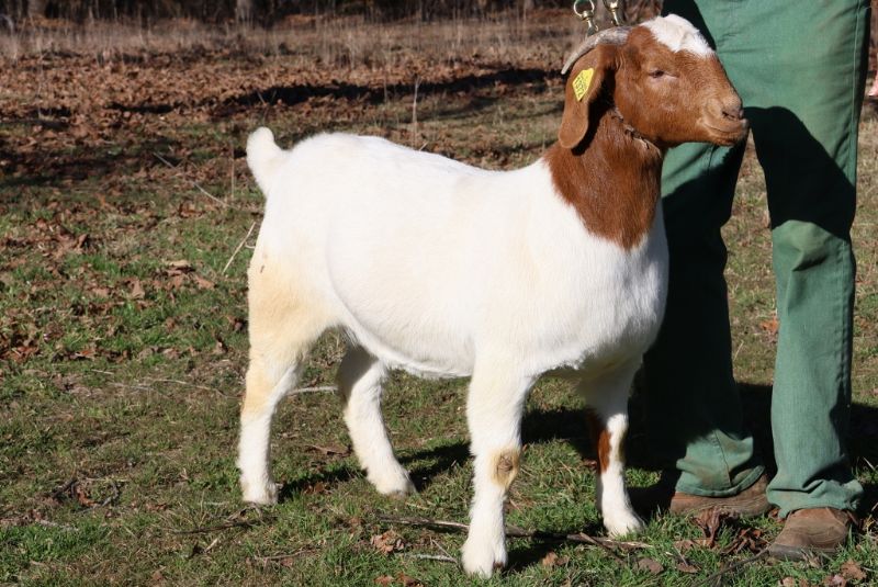 Bear Creek BC R1372 Tilly - Boer Goat Doe