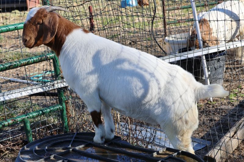 Bear Creek BC R1372 Tilly - Boer Goat Doe