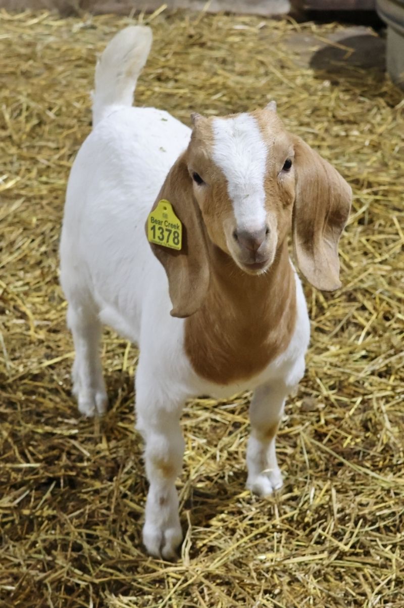 Bear Creek BC R1378 - Boer Goat Doe