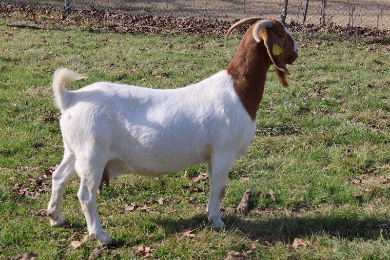 Bear Creek BC K1170 Day Dreamin - Boer Goat Doe