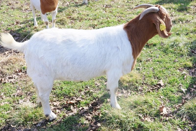 Bear Creek BC N1281 - Boer Goat Doe