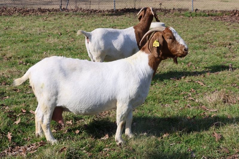 Bear Creek BC L1177 Sheeza Rip - Boer Goat Doe