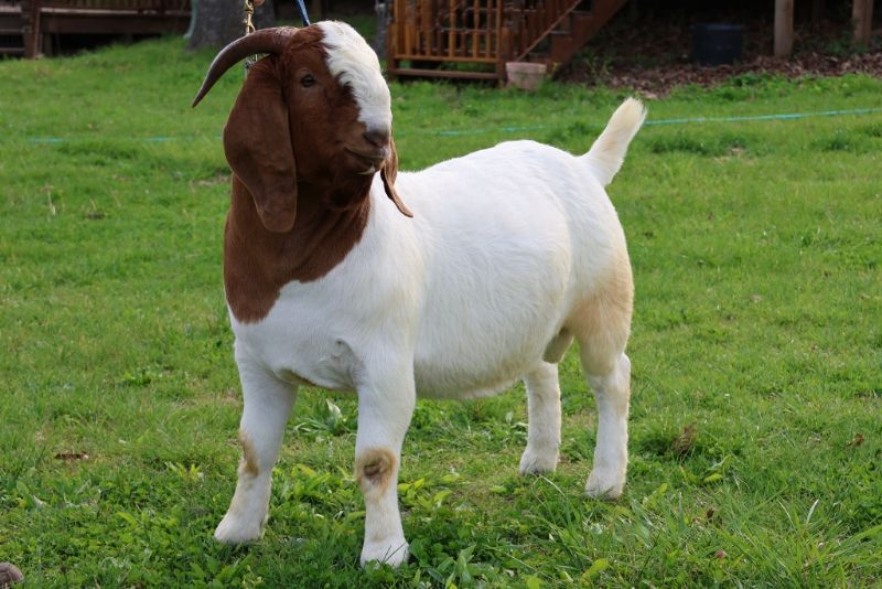 Bear Creek BC R1369 Hello Darlin - Boer Goat Buck