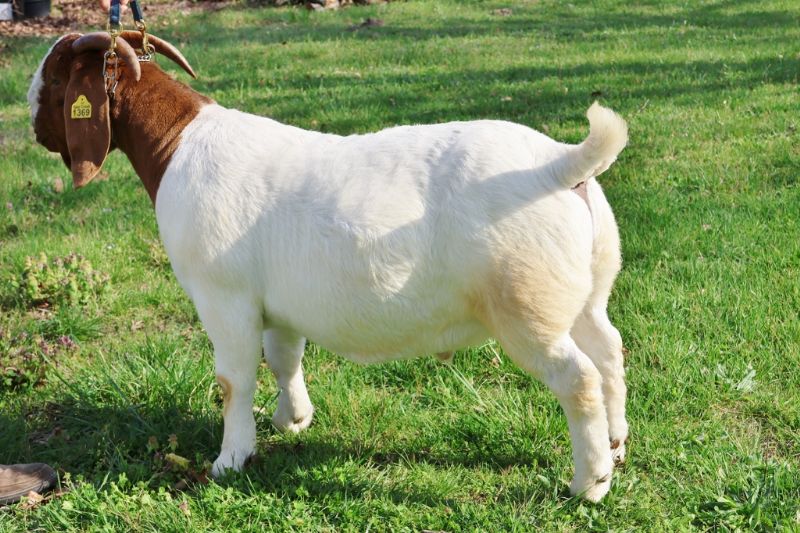 Bear Creek BC R1369 Hello Darlin - Boer Goat Buck