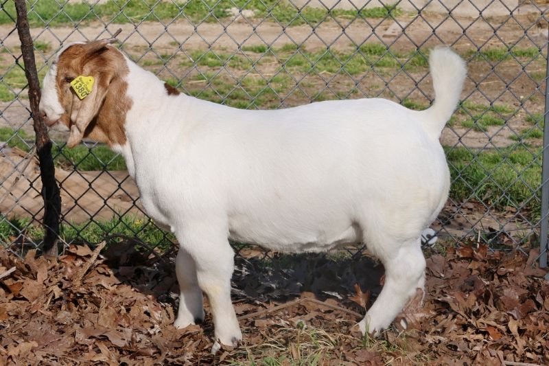Bear Creek BC K1170 Day Dreamin - Boer Goat Doe